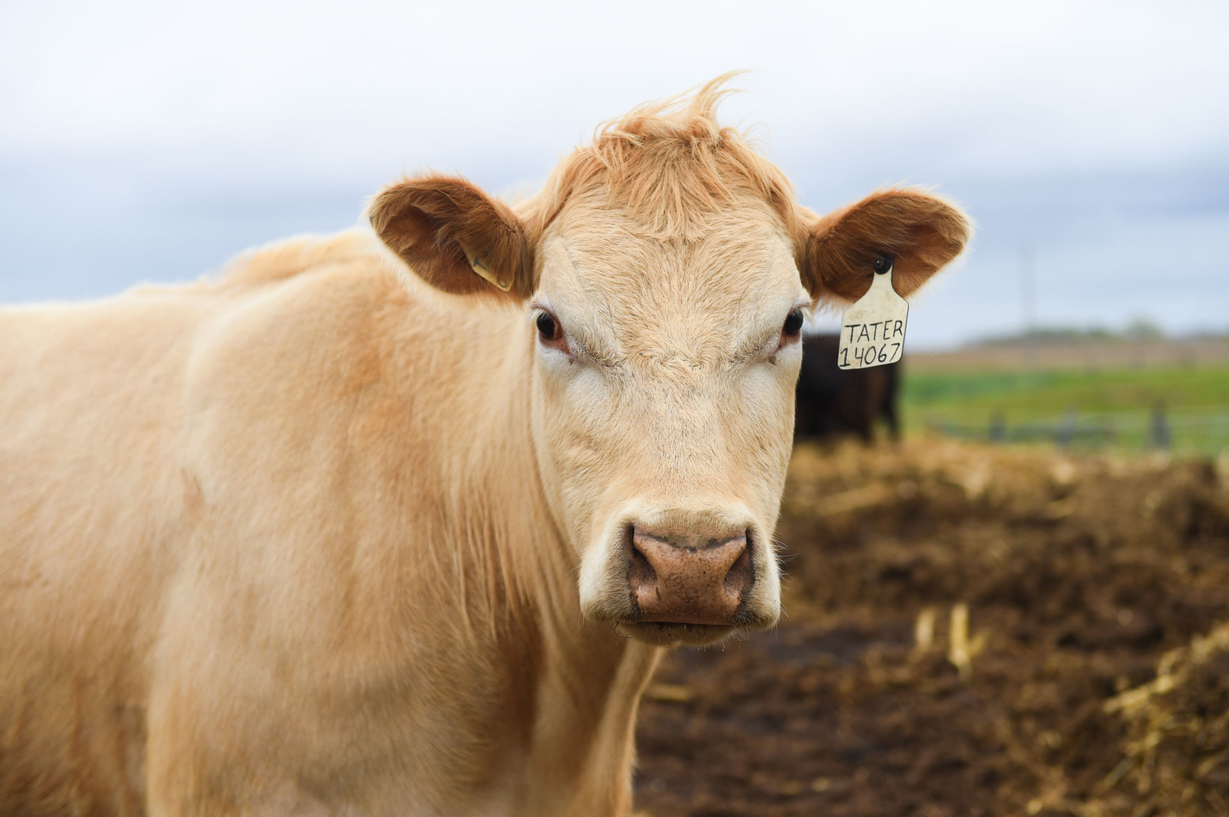 051720-qc-nws-regionalmeat-007